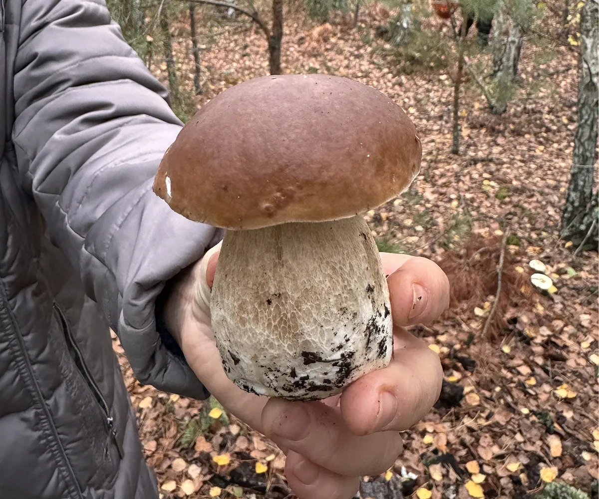 Білий гриб Boletus edulis